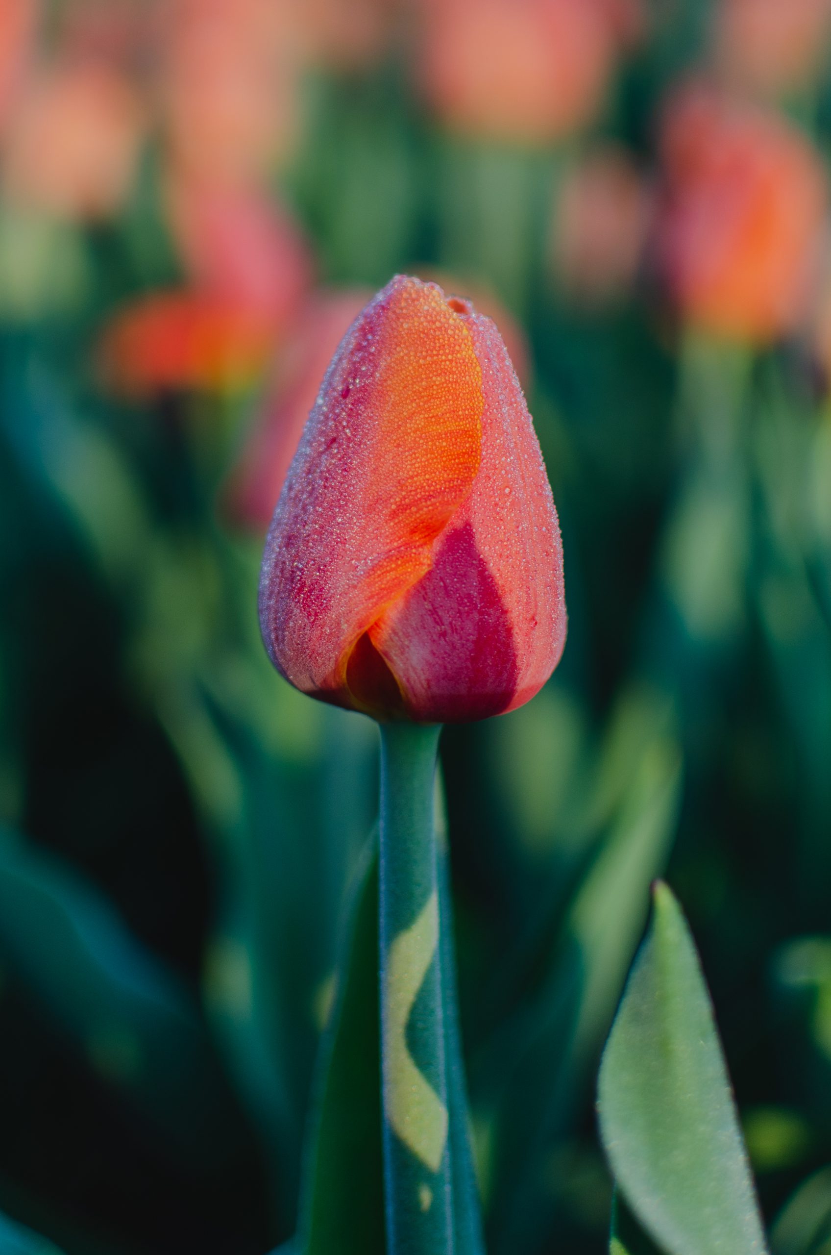 Delta Storm Mulder Tulips
