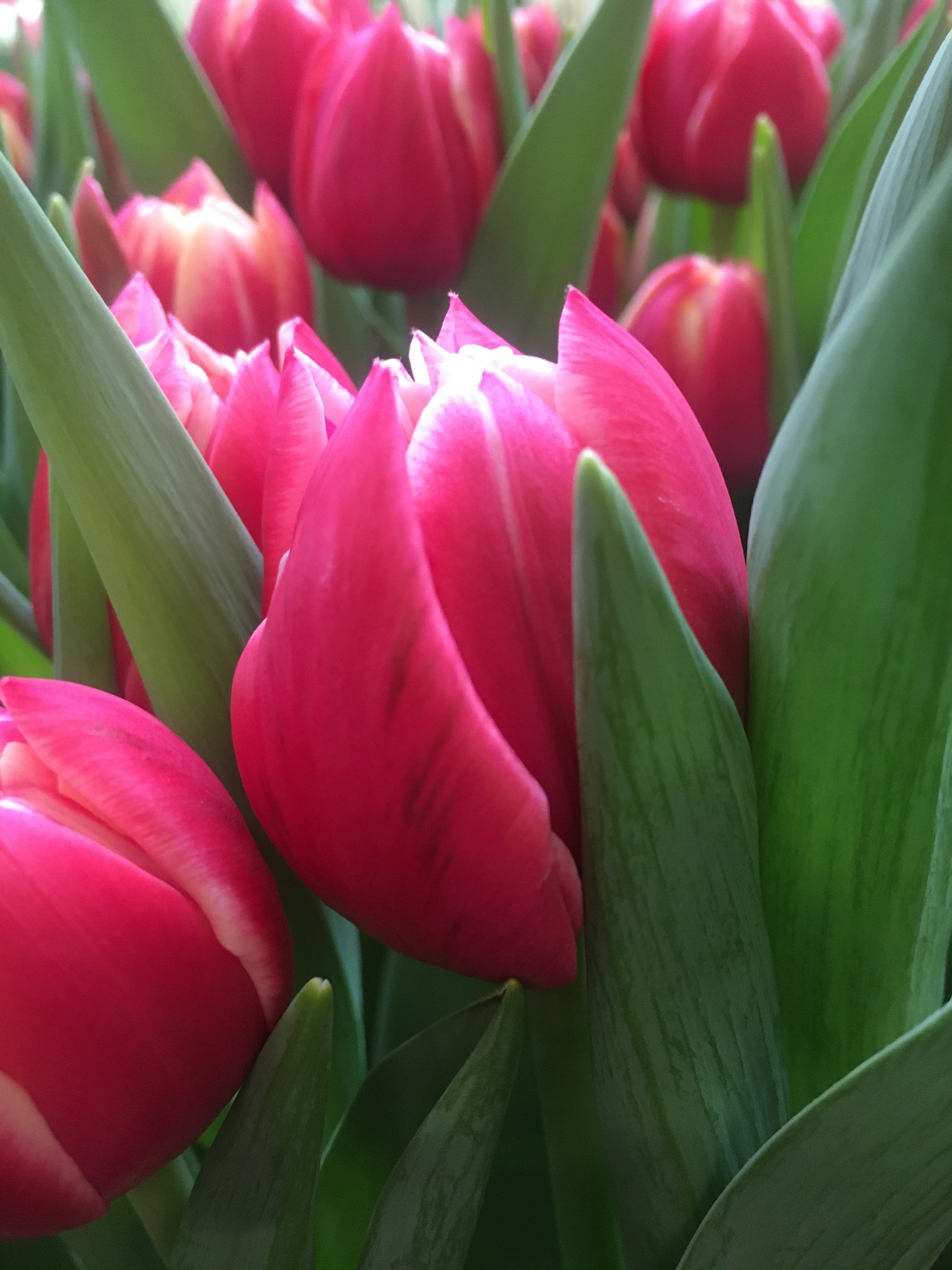 Columbus Mulder Tulips